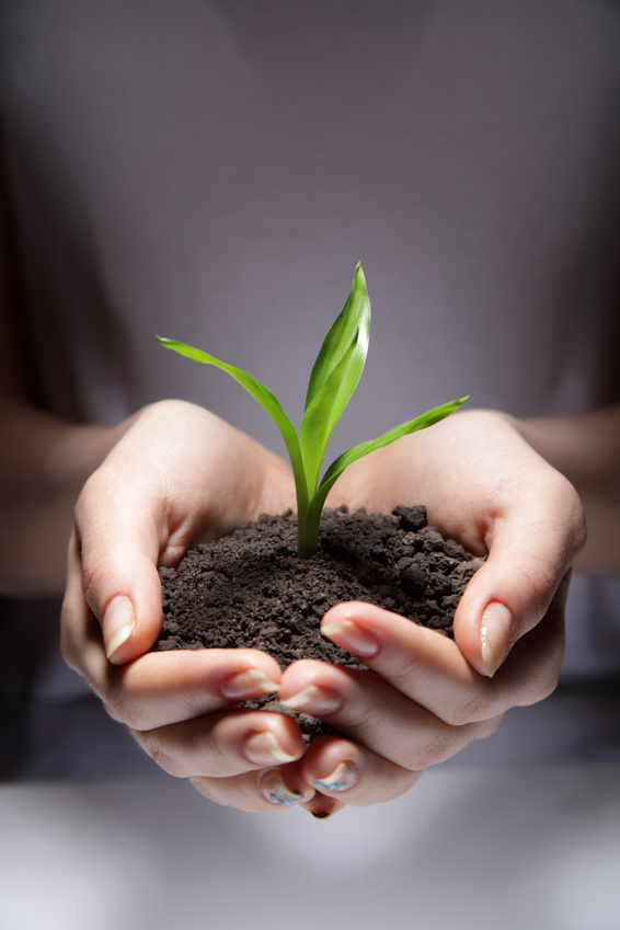 sprout in woman hand